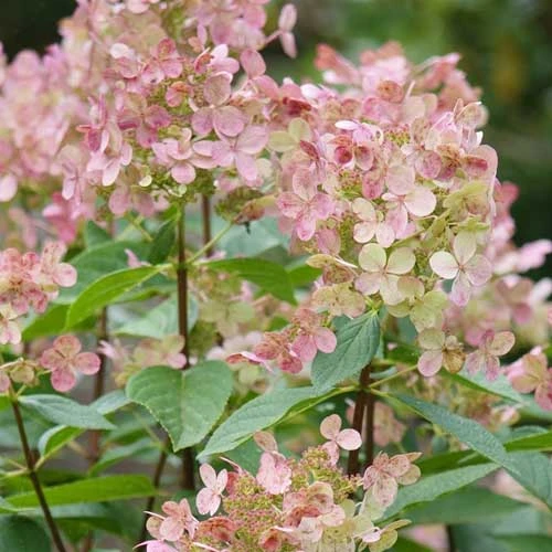 Hydrangea Paniculata Early Sensation - Image 4