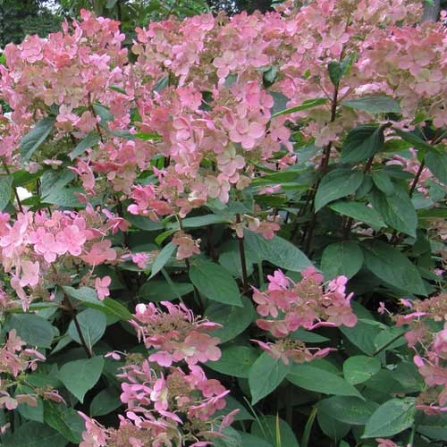 Hydrangea Paniculata Early Sensation - Image 2