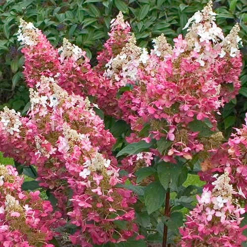 Hydrangea Paniculata Pinky Winky - Image 5