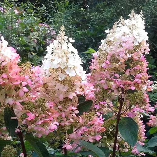 Hydrangea Paniculata Pinky Winky - Image 4