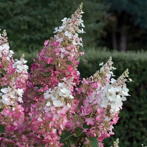 Hydrangea Paniculata Pinky Winky - Image 3