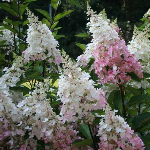 Hydrangea Paniculata Pinky Winky - Image 2