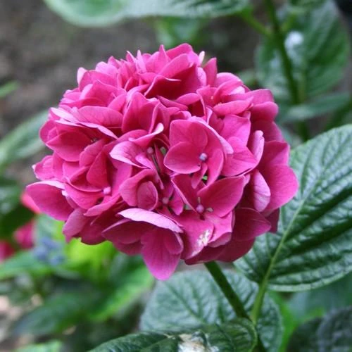 Hydrangea Macrophylla Merveille Sanguine - Image 2