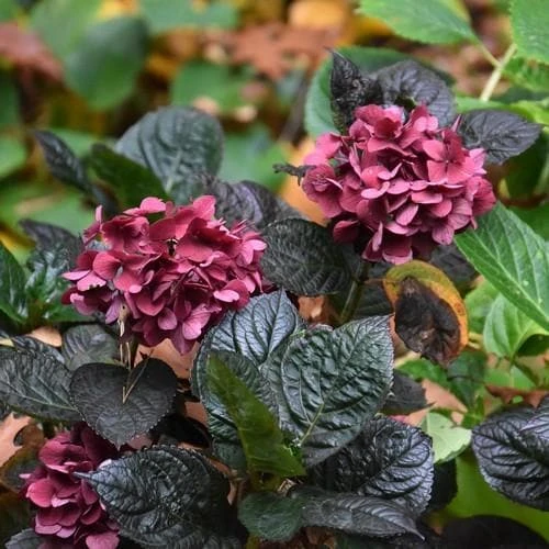 Hydrangea Macrophylla Merveille Sanguine - Image 3