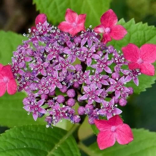 Hydrangea Macropylla Teller Red - Image 2
