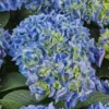 Hydrangea Macrophylla Candy Heart Blue