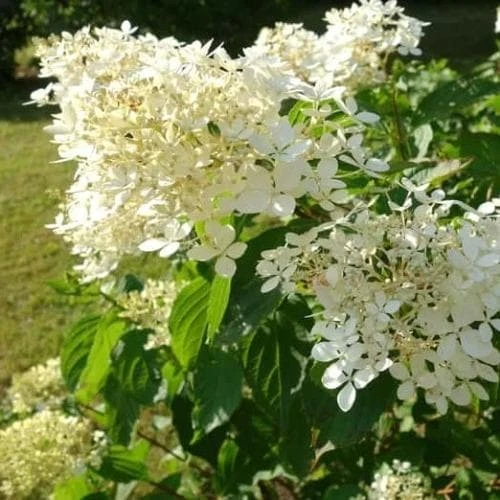 Hydrangea Paniculata Kyushu - Image 5