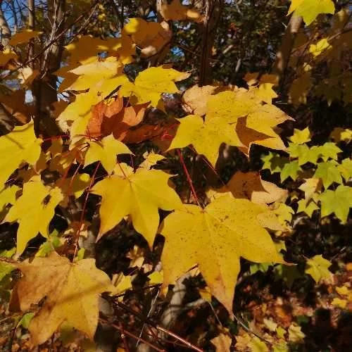 Acer Cappadocicum Aureum