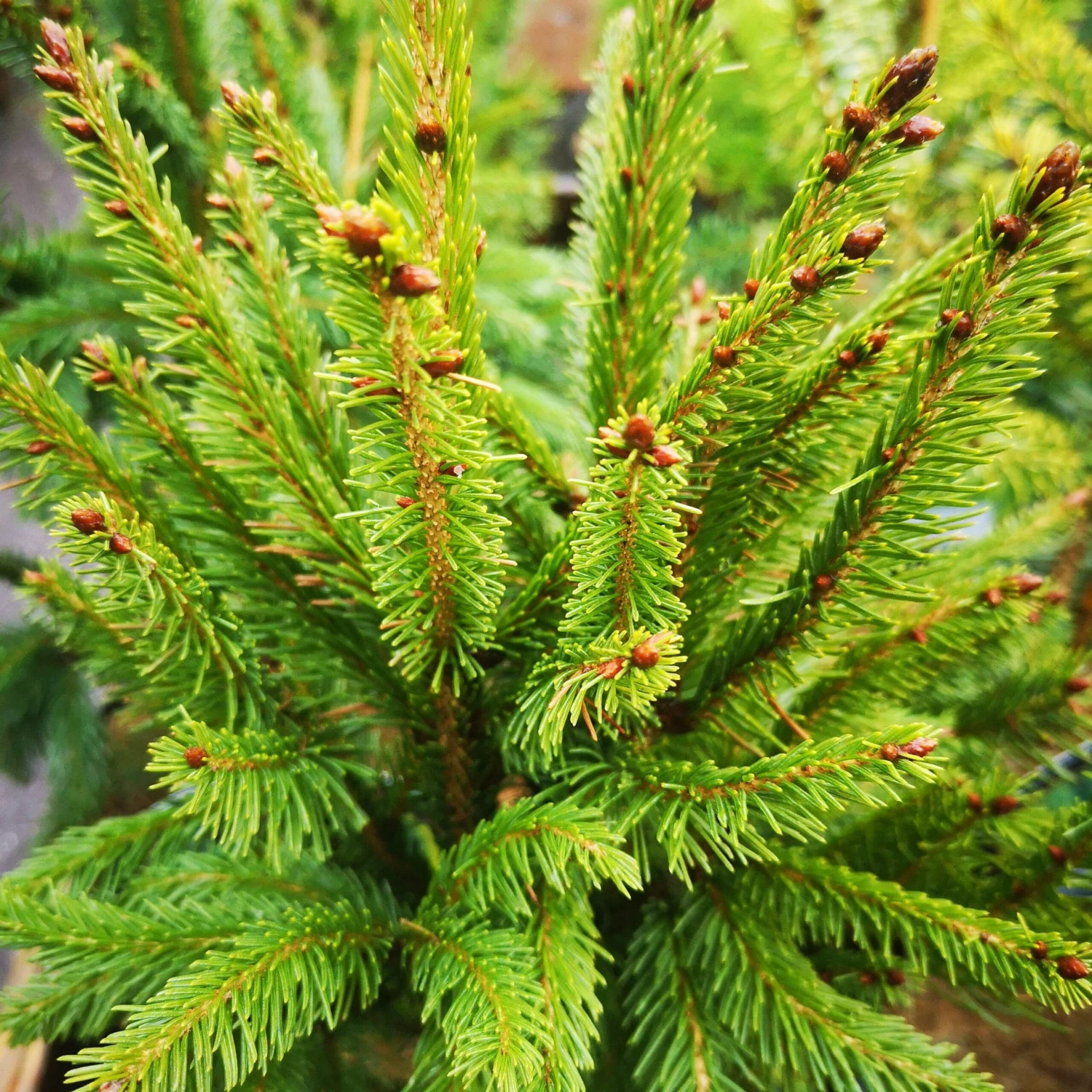 Picea Abies Cupressina