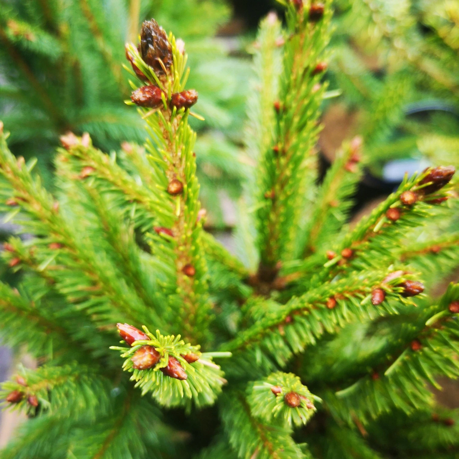 Picea Abies Cupressina - Image 2