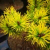 Pinus Mugo Golden Glow