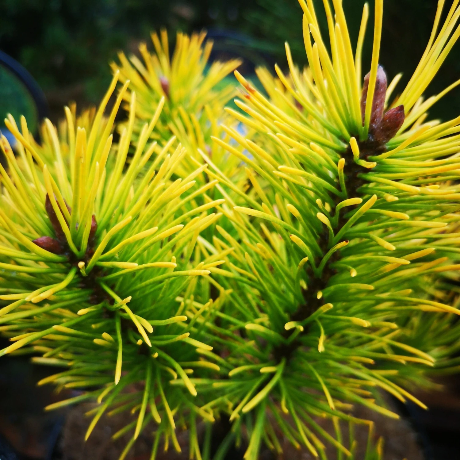 Pinus Mugo Golden Glow - Image 2