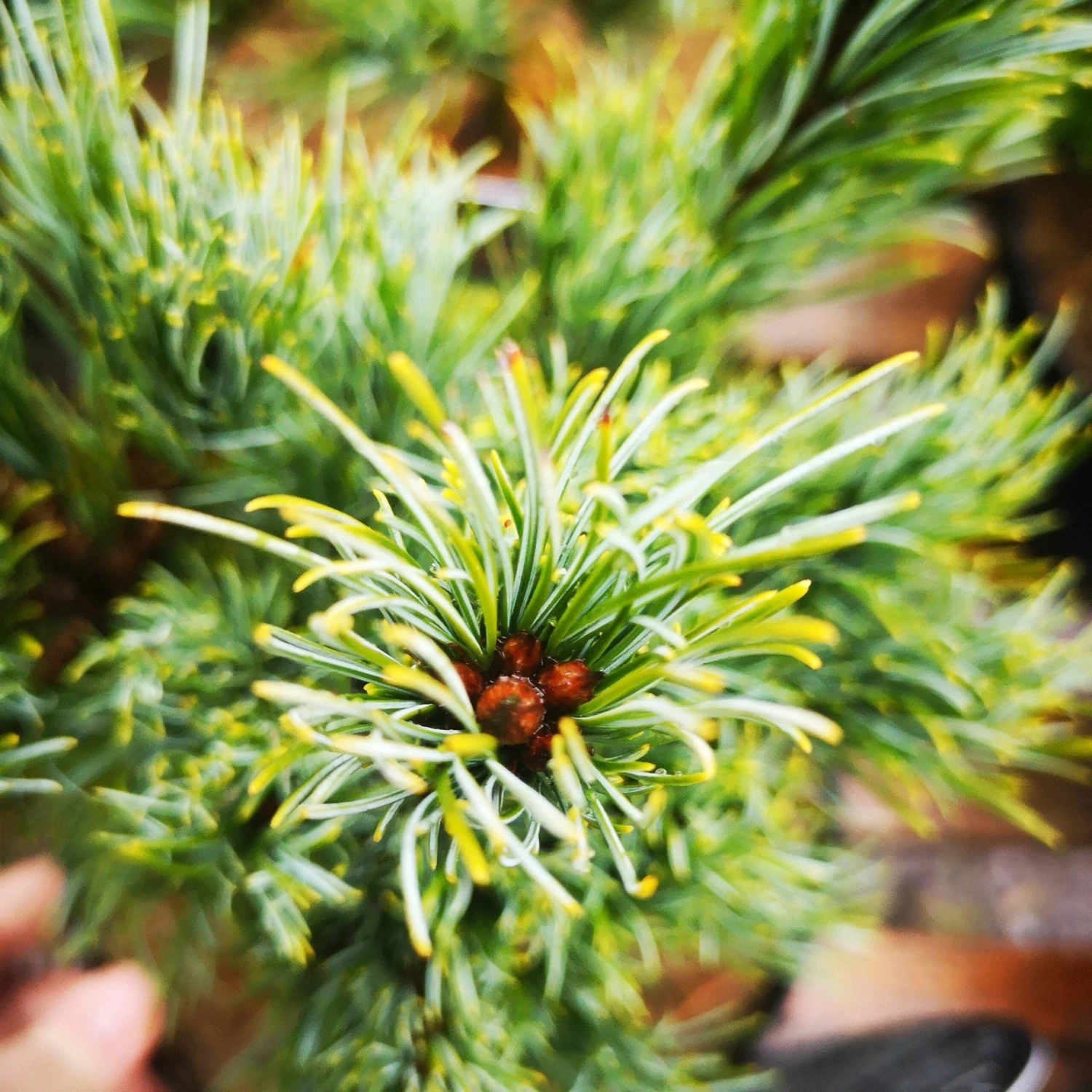 Pinus Parviflora Bergman - Image 2