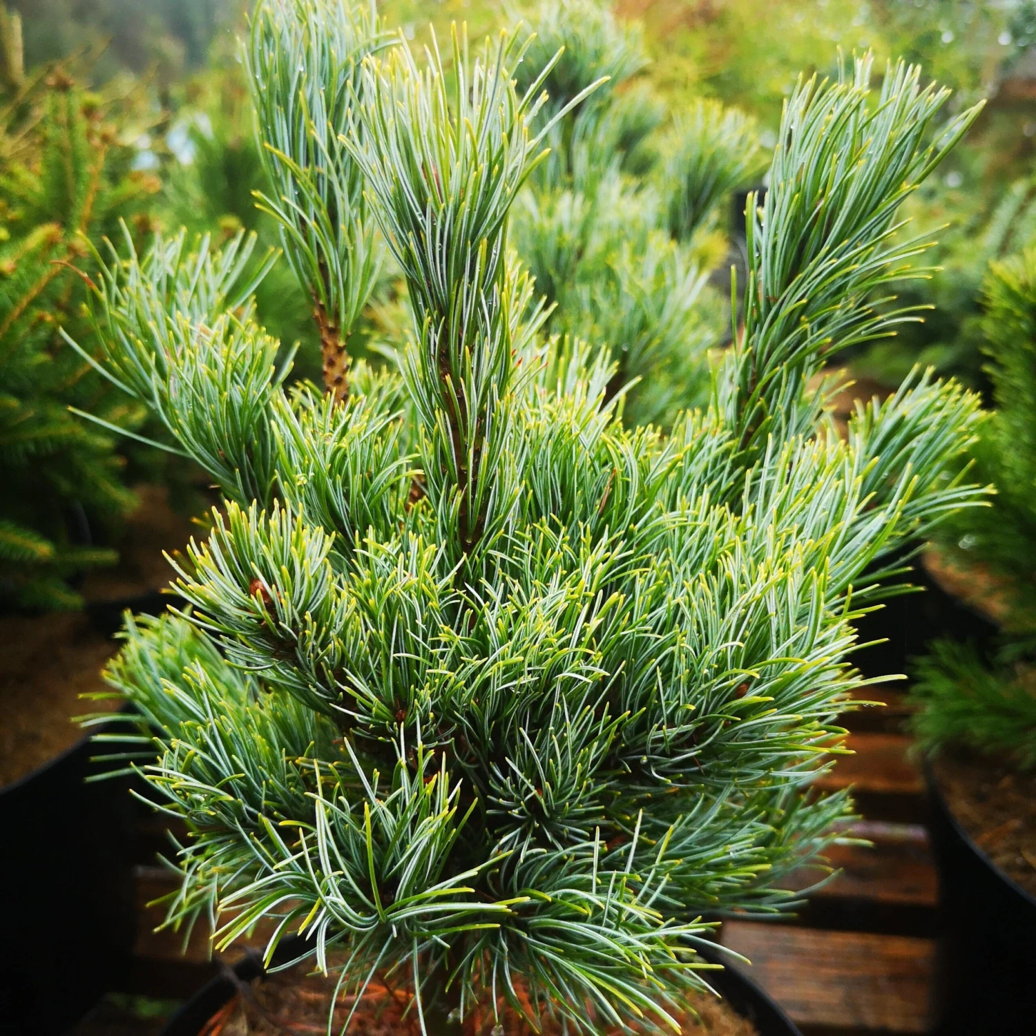 Pinus Parviflora Bergman - Image 3