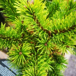 Pinus Mugo Mumpitz