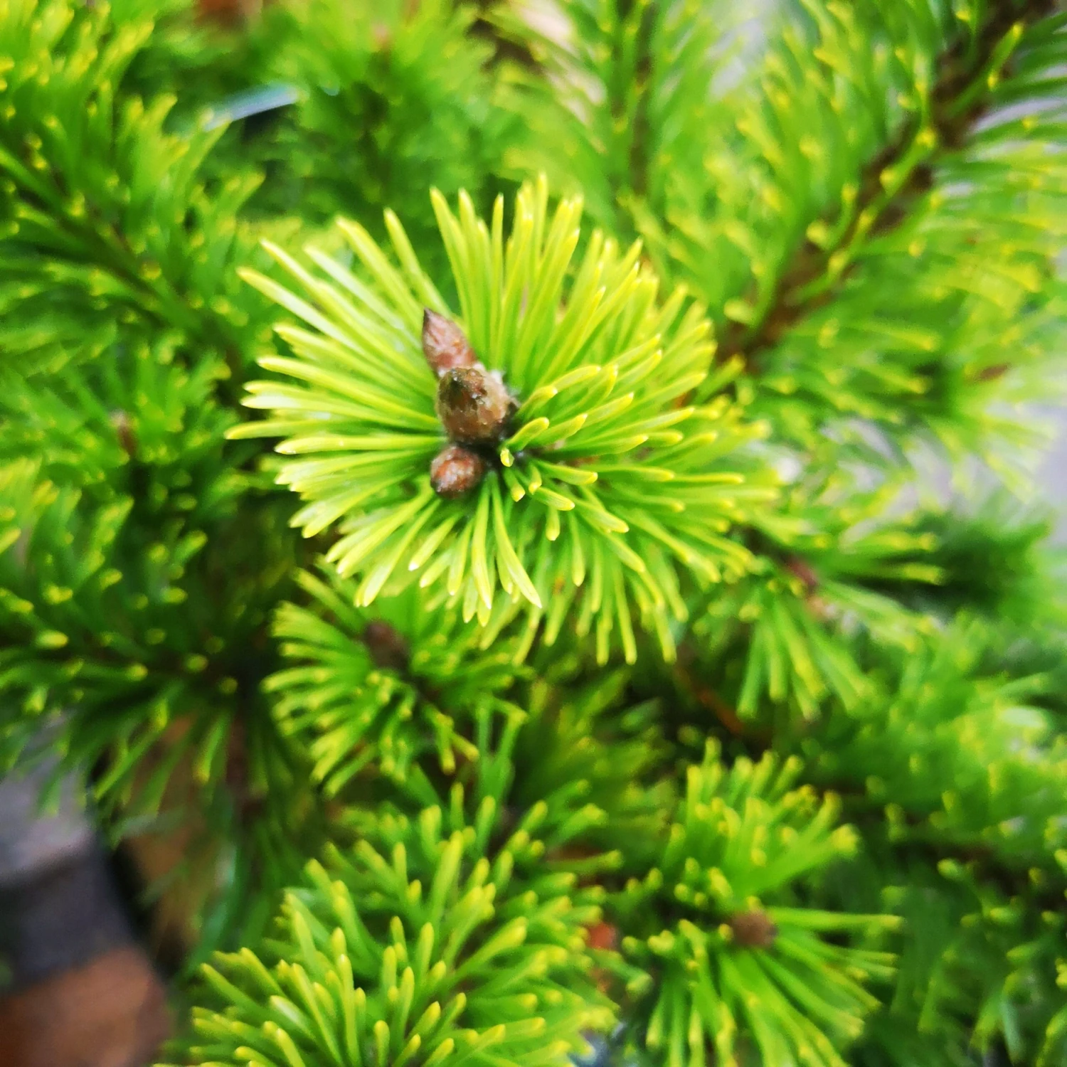Pinus Mugo Mumpitz - Image 2