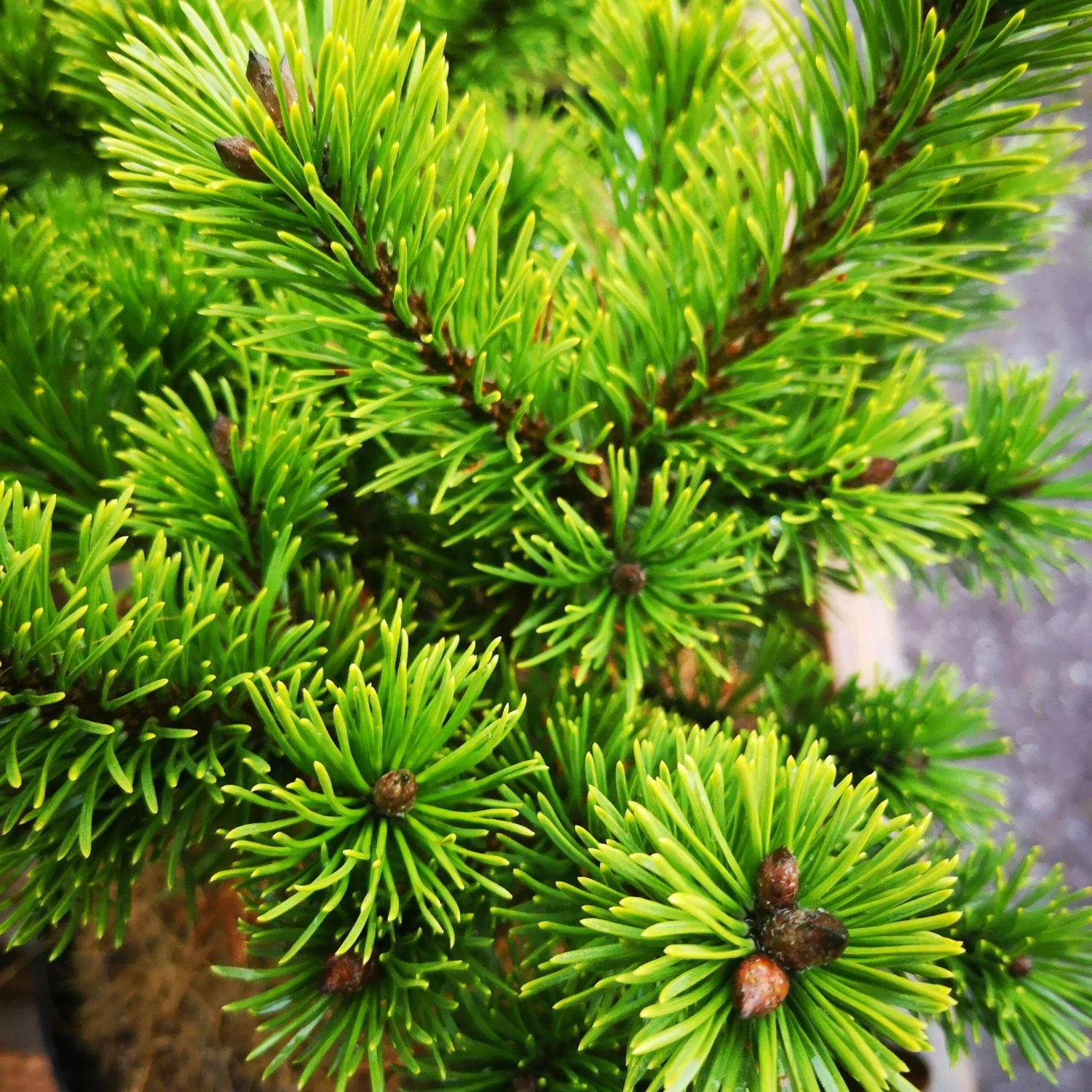 Pinus Mugo Mumpitz - Image 3