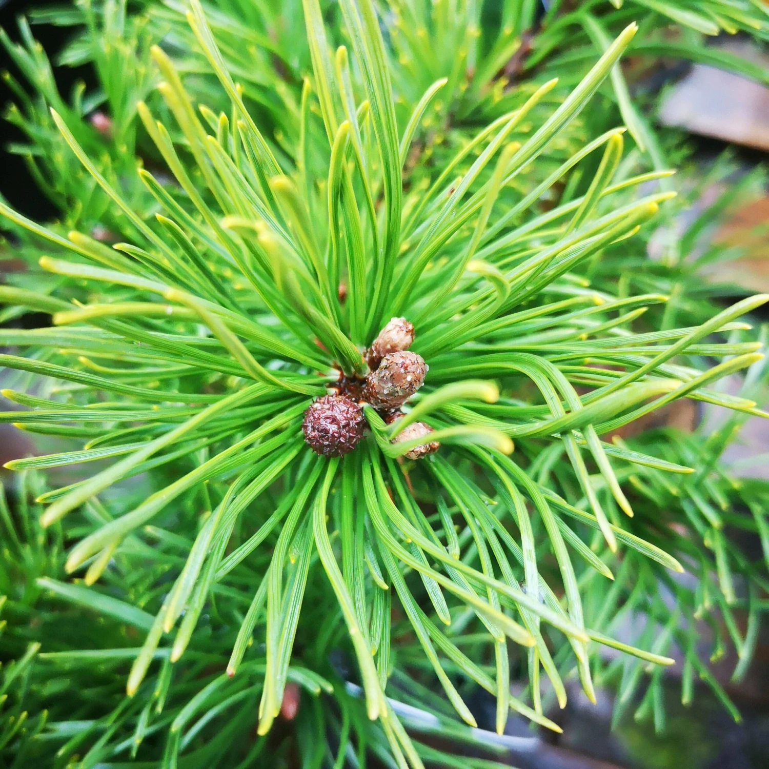 Pinus Mugo Krauskopf - Image 2