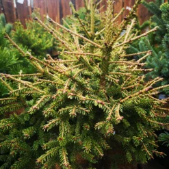 Picea Orientalis Wittboldt
