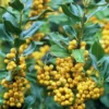 Ilex Aquifolium Bacciflava