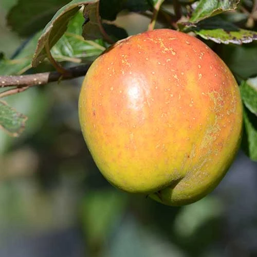 Apple Irish Pitcher - Image 2