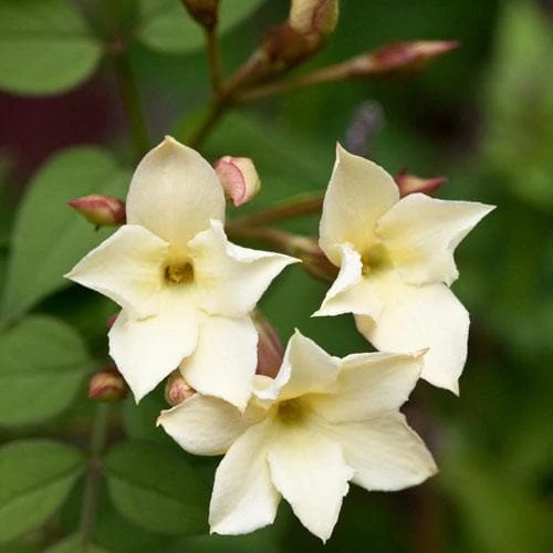 Jasminum Officianale Clotted Cream - Image 2