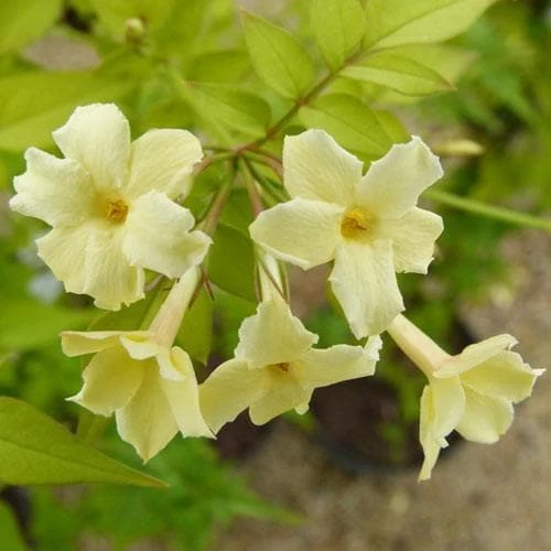 Jasminum Officianale Clotted Cream - Image 3