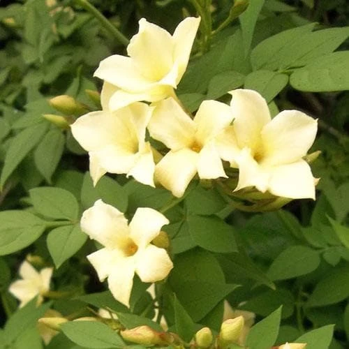 Jasminum Officianale Clotted Cream - Image 4