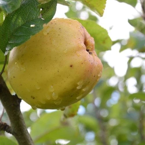 Apple Keswick Codlin - Image 2