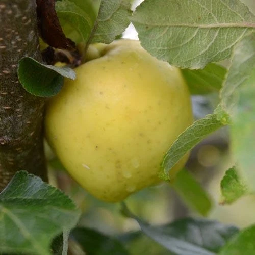 Apple Keswick Codlin - Image 3