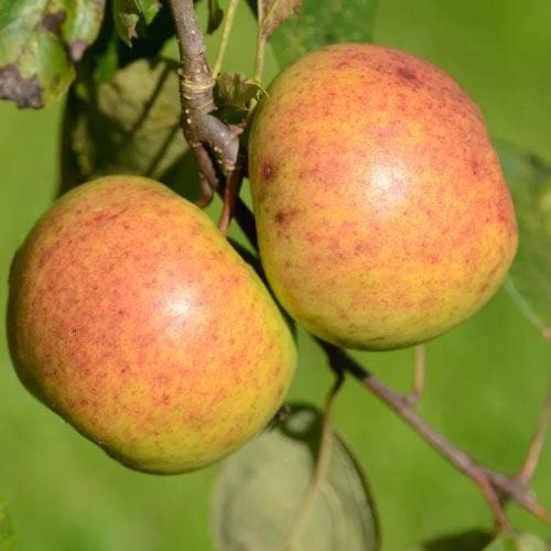 Apple Kilkenny Pearmain - Image 4