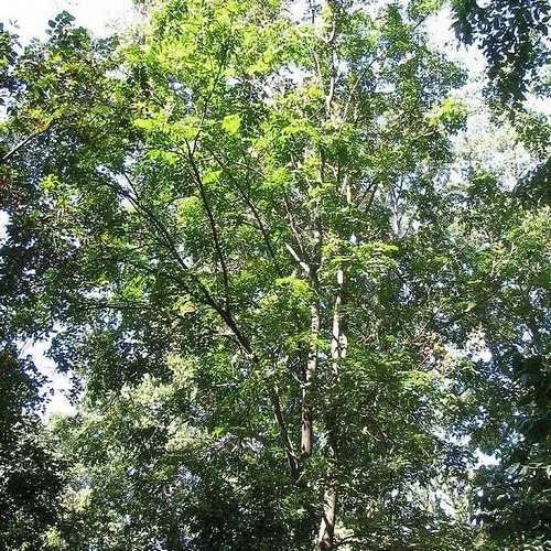 Koelreuteria Bipinnata - Chinese Flame Tree - Image 4