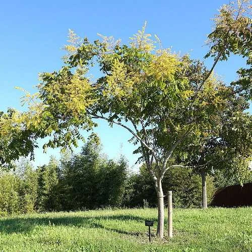 Koelreuteria Bipinnata - Chinese Flame Tree - Image 6