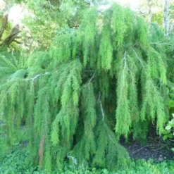 Lagarostrobos Franklinii - Huon Pine