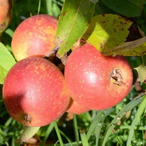 Apple Laxton Superb - Image 4