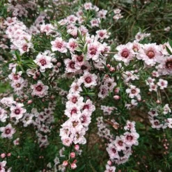 Leptospermum Scoparium Apple Blossom
