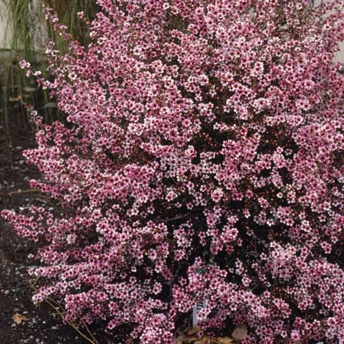 Leptospermum Scoparium Martini - Image 2