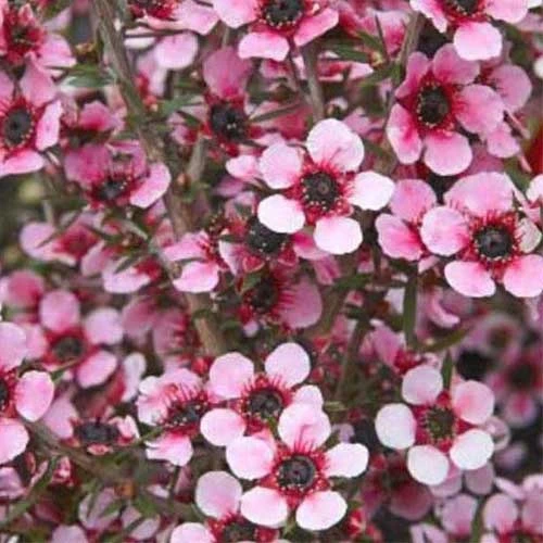 Leptospermum Scoparium Martini - Image 3