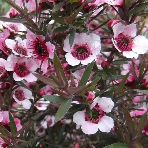 Leptospermum Scoparium Martini - Image 5