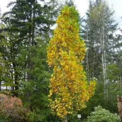Liriodendron Tulipifera Fastigata - Columnar Tulip Tree