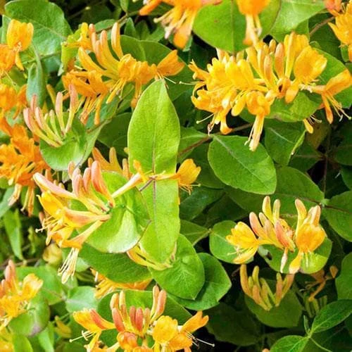 Lonicera Henryi Copper Beauty