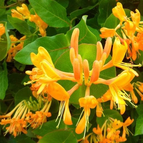 Lonicera Henryi Copper Beauty - Image 4