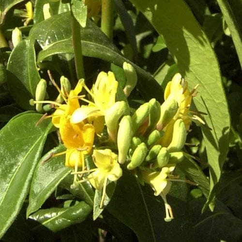 Lonicera Henryi Copper Beauty - Image 5