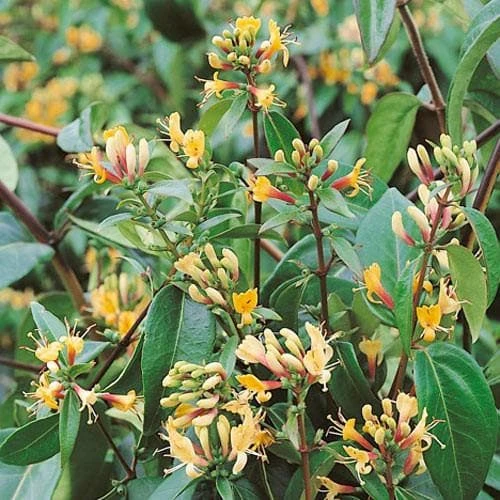 Lonicera Henryi Copper Beauty - Image 2