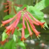 Lonicera Sempervirens