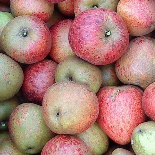 Apple Lord Hindlip - Image 4