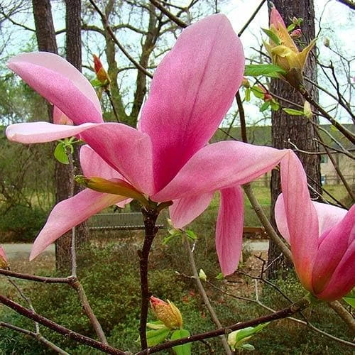 Magnolia Daybreak - Image 3