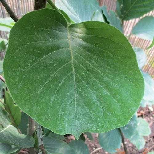 Magnolia Daybreak - Image 5