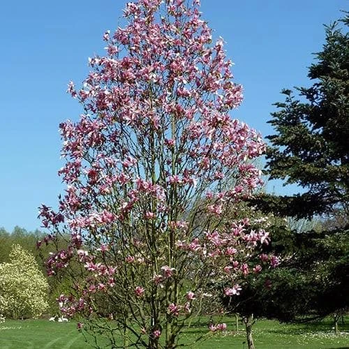 Magnolia Daybreak - Image 6