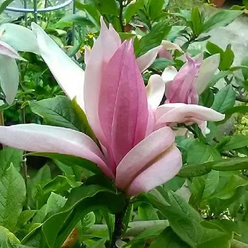 Magnolia Ricki - Image 2